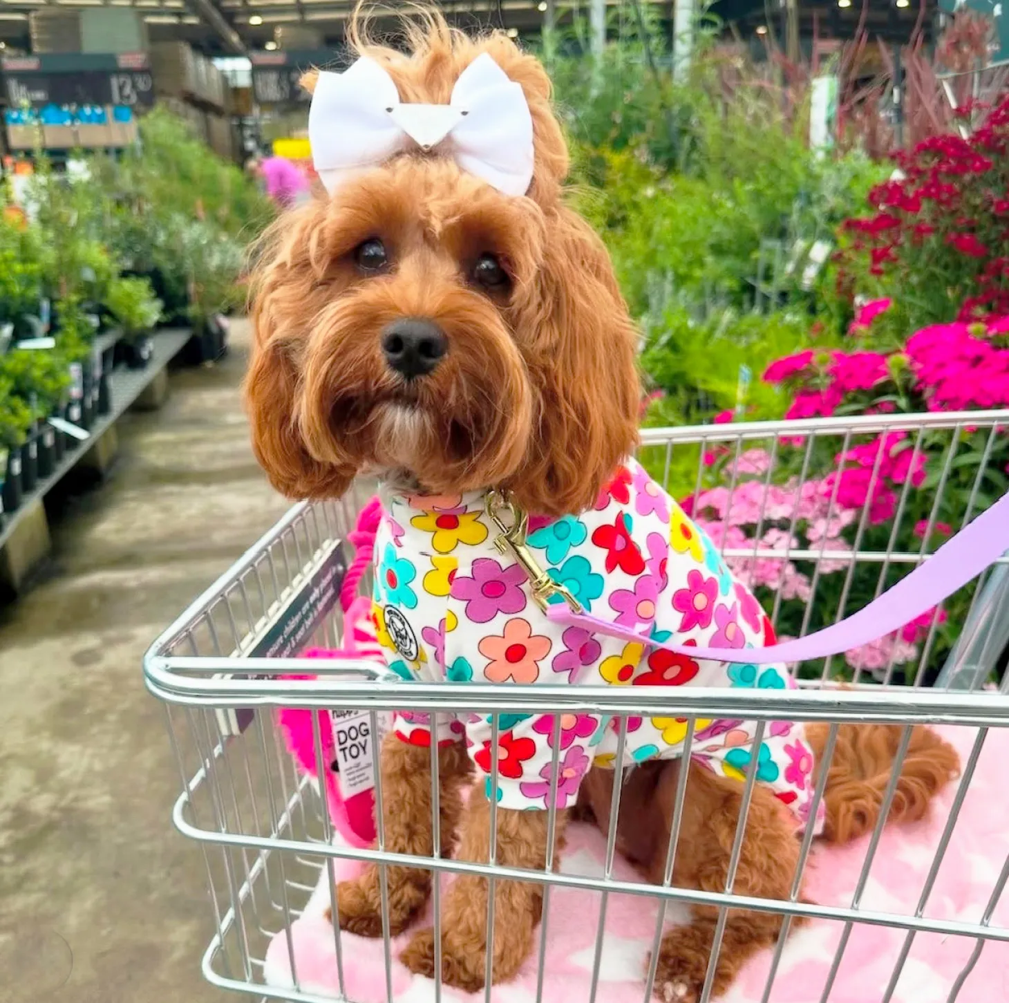 Autumn Flowers Dog Skivvie (Limited Edition)