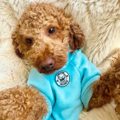 Blue Boy Dog Skivvie