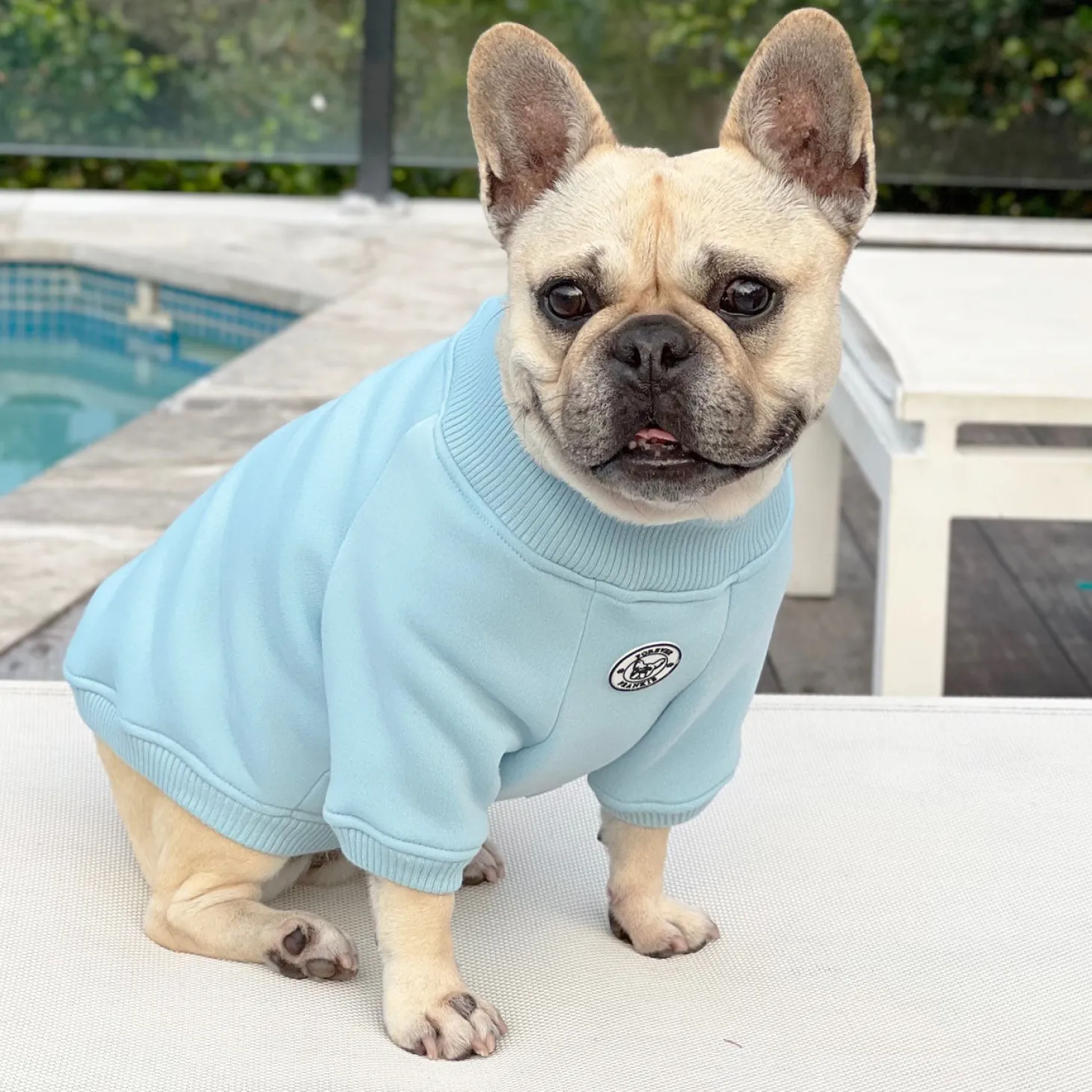 Blue Boy Dog Skivvie