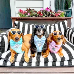 Blue Candy Stripe - Adjustable Harness