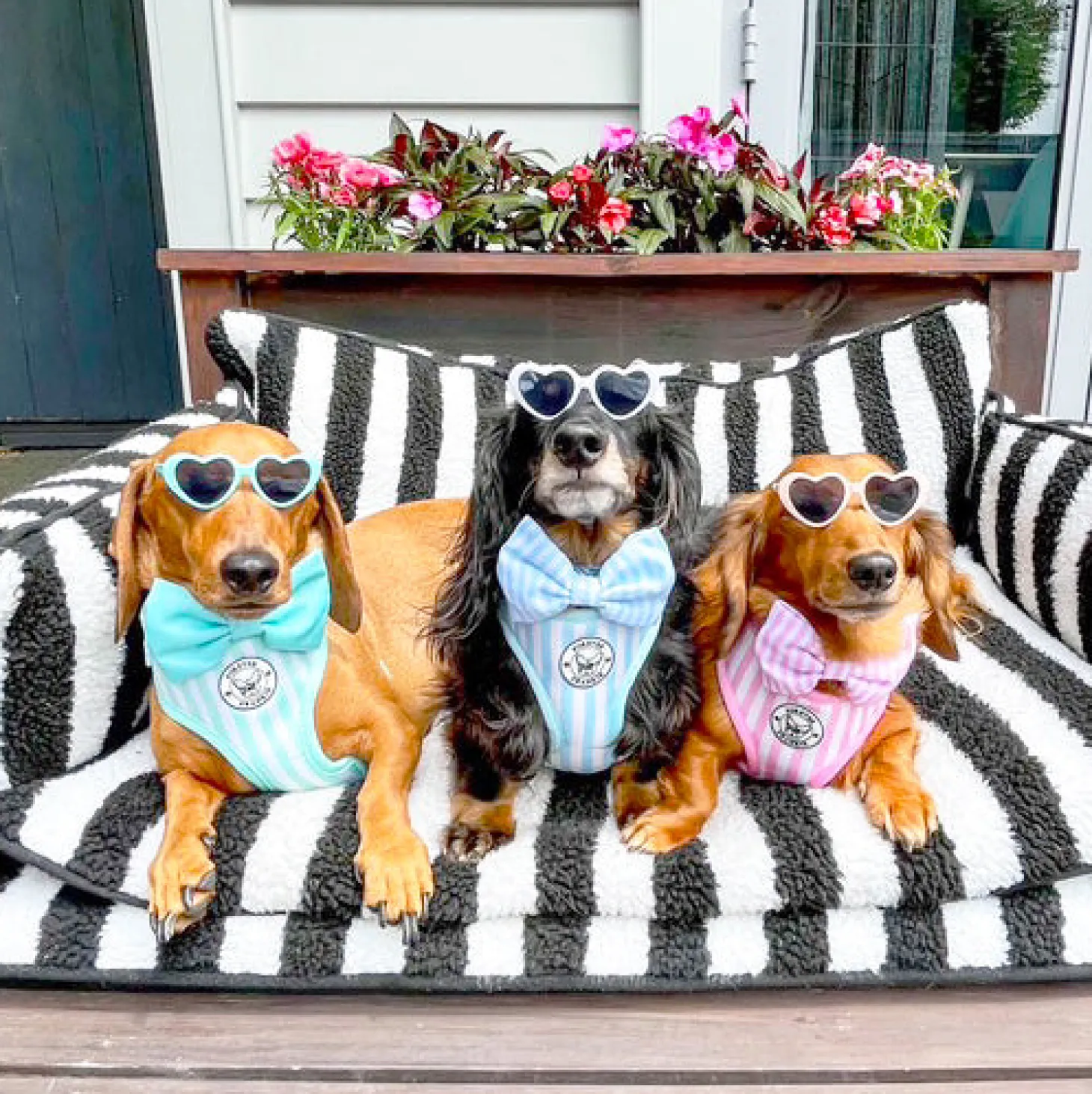 Blue Candy Stripe - Adjustable Harness