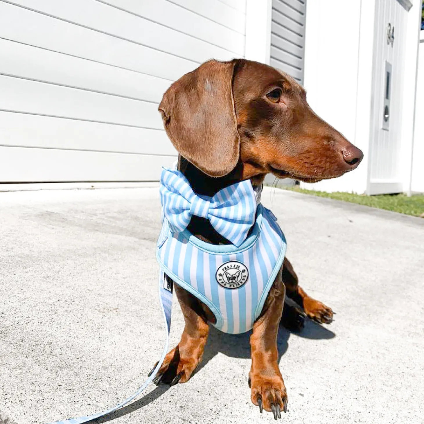 Blue Candy Stripe - Adjustable Harness