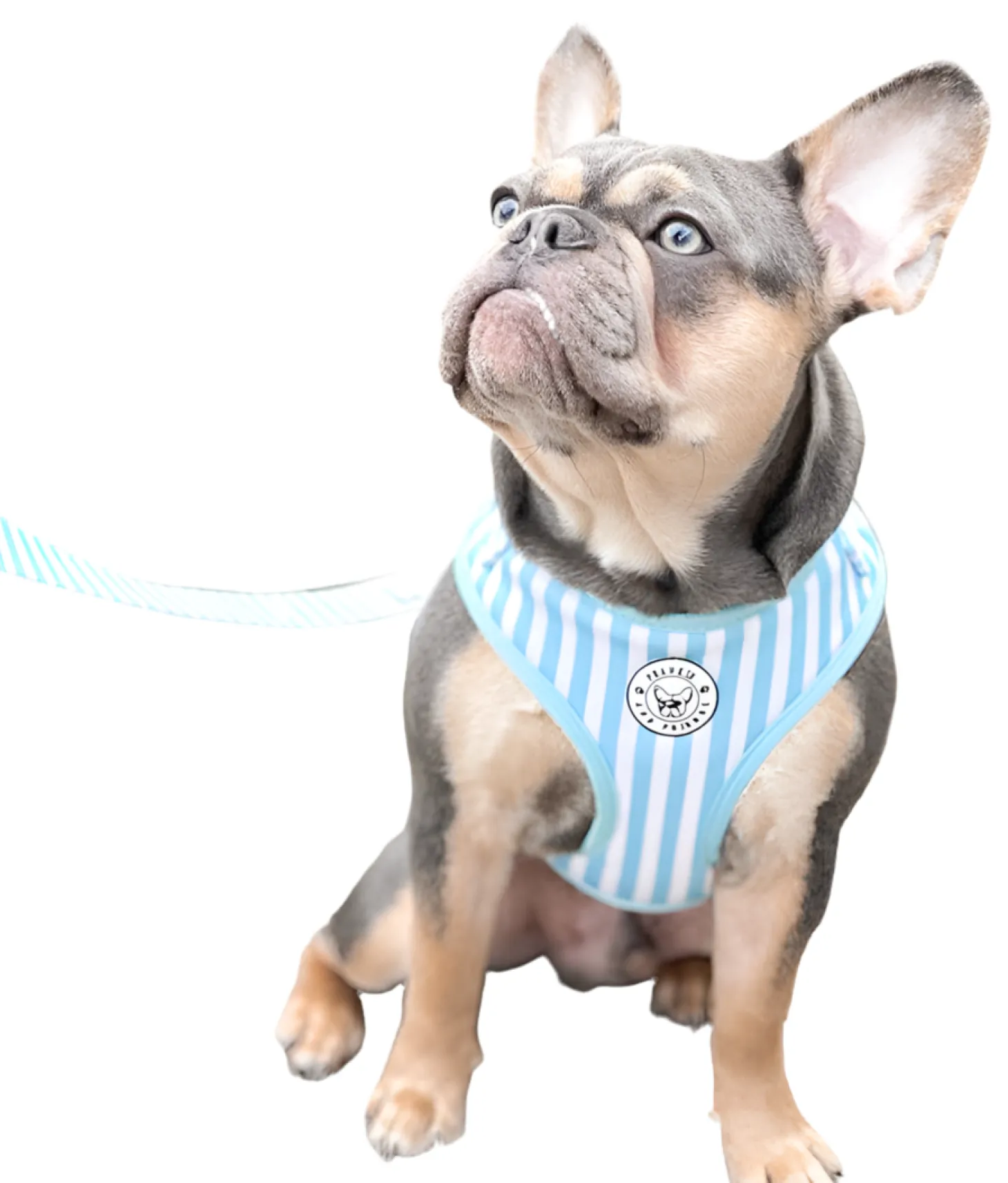 Blue Candy Stripe - Adjustable Harness