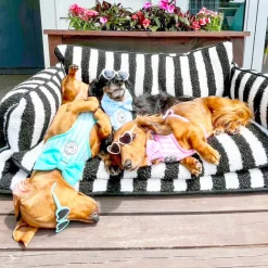 Blue Candy Stripe - Adjustable Harness