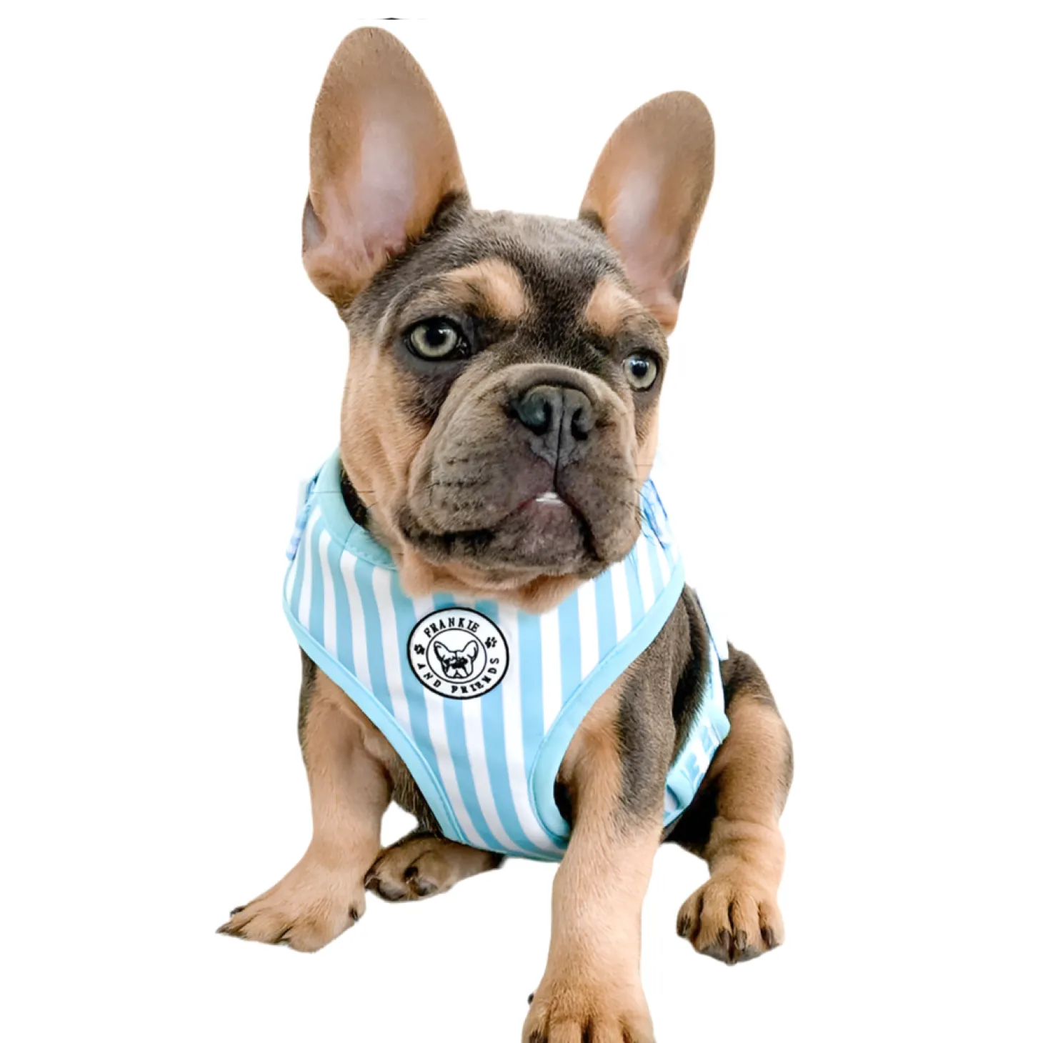 Blue Candy Stripe - Adjustable Harness