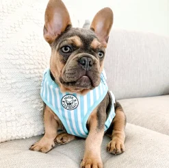 Blue Candy Stripe - Adjustable Harness