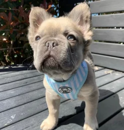 Blue Candy Stripe - Adjustable Harness