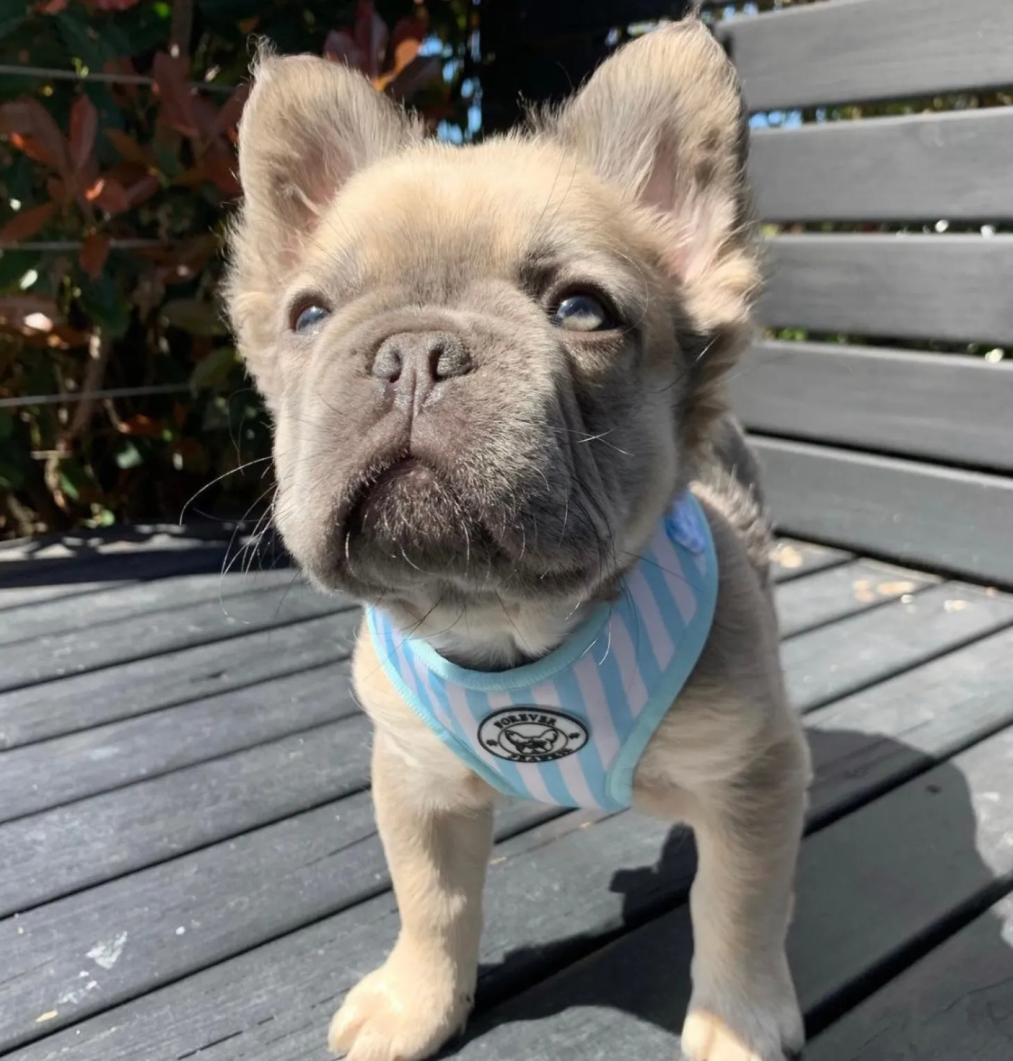 Blue Candy Stripe - Adjustable Harness