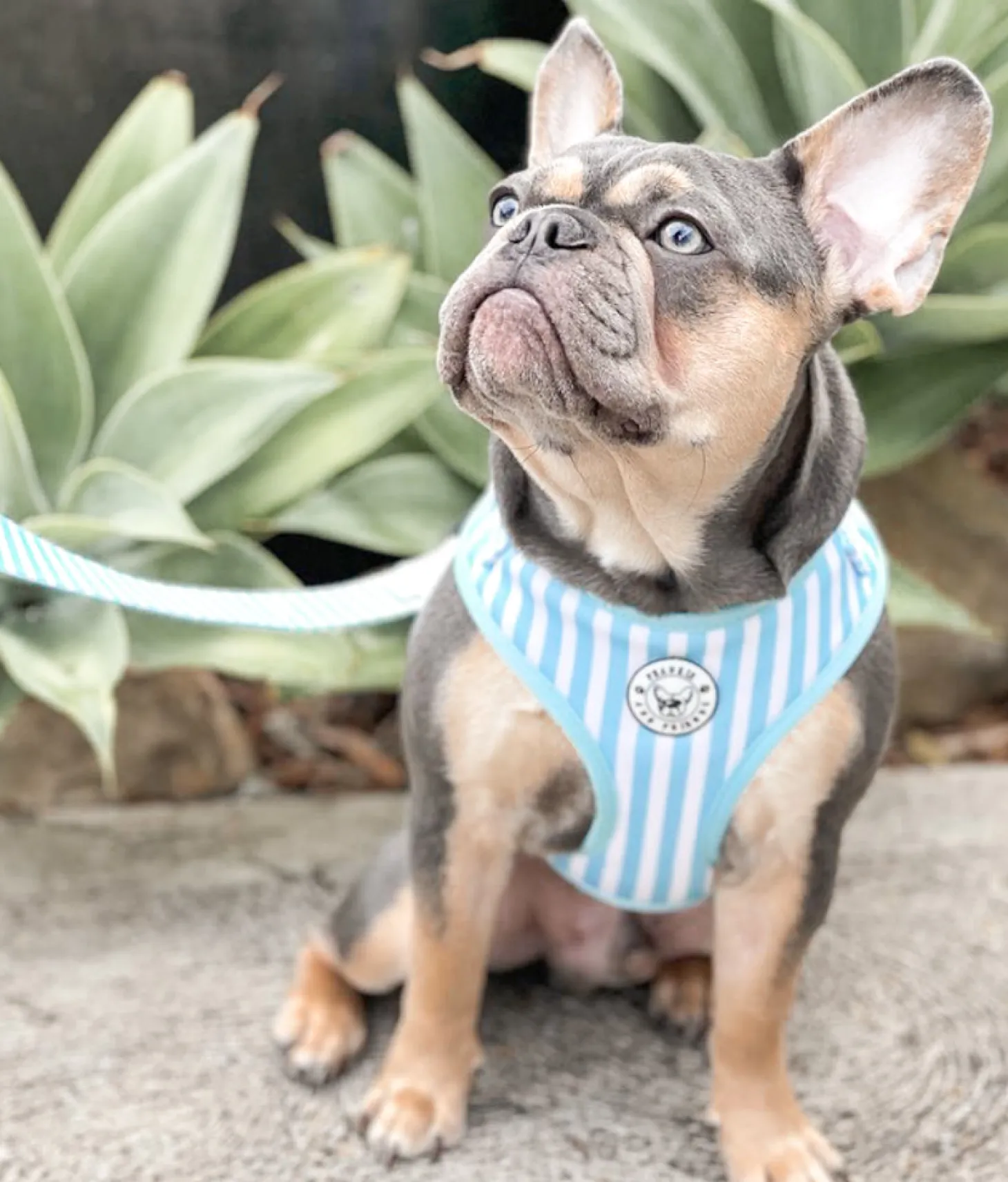 Blue Candy Stripe - Adjustable Harness