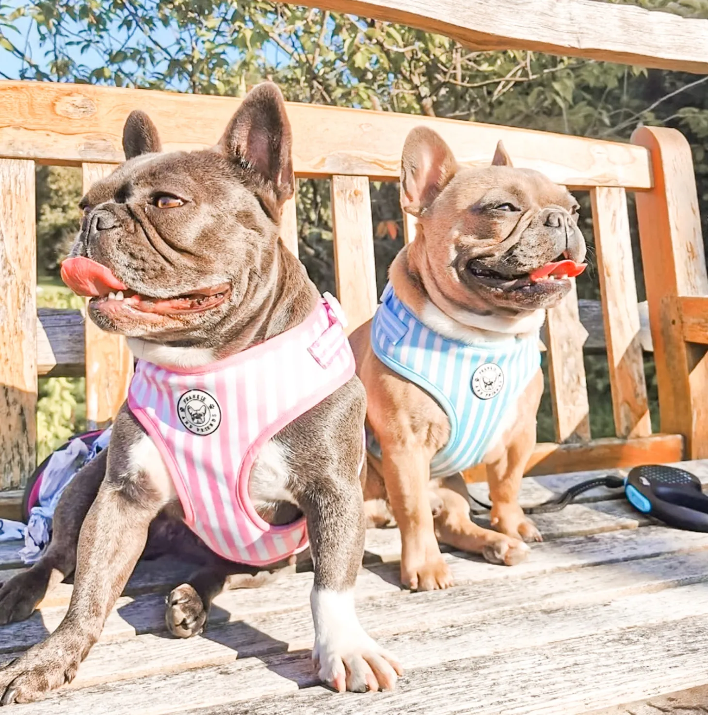 Blue Candy Stripe - Adjustable Harness