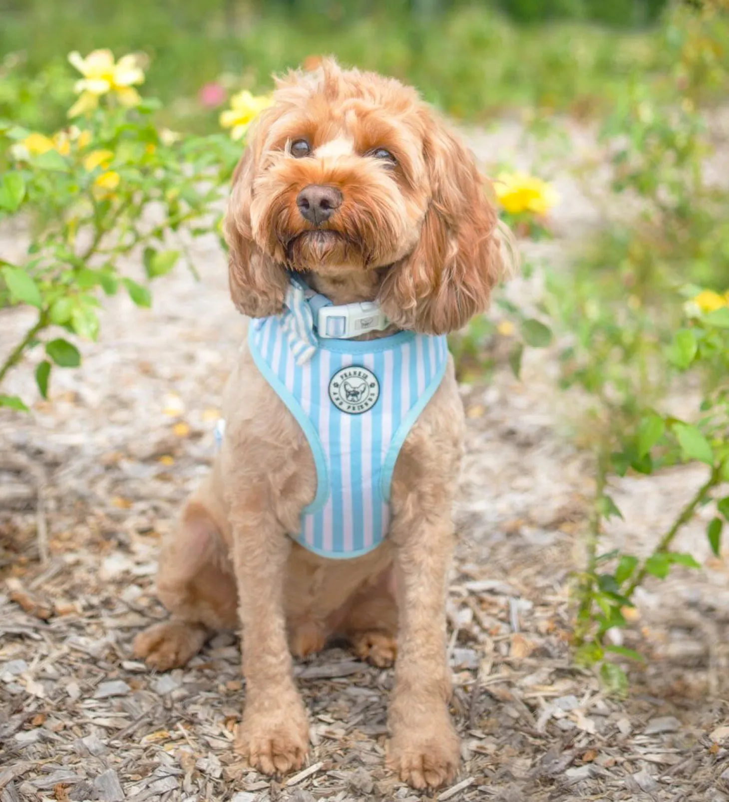 Blue Candy Stripe - Collar