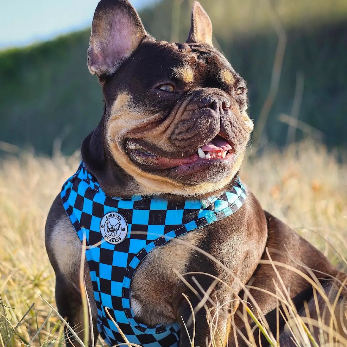 Blue Checkers - Adjustable Harness