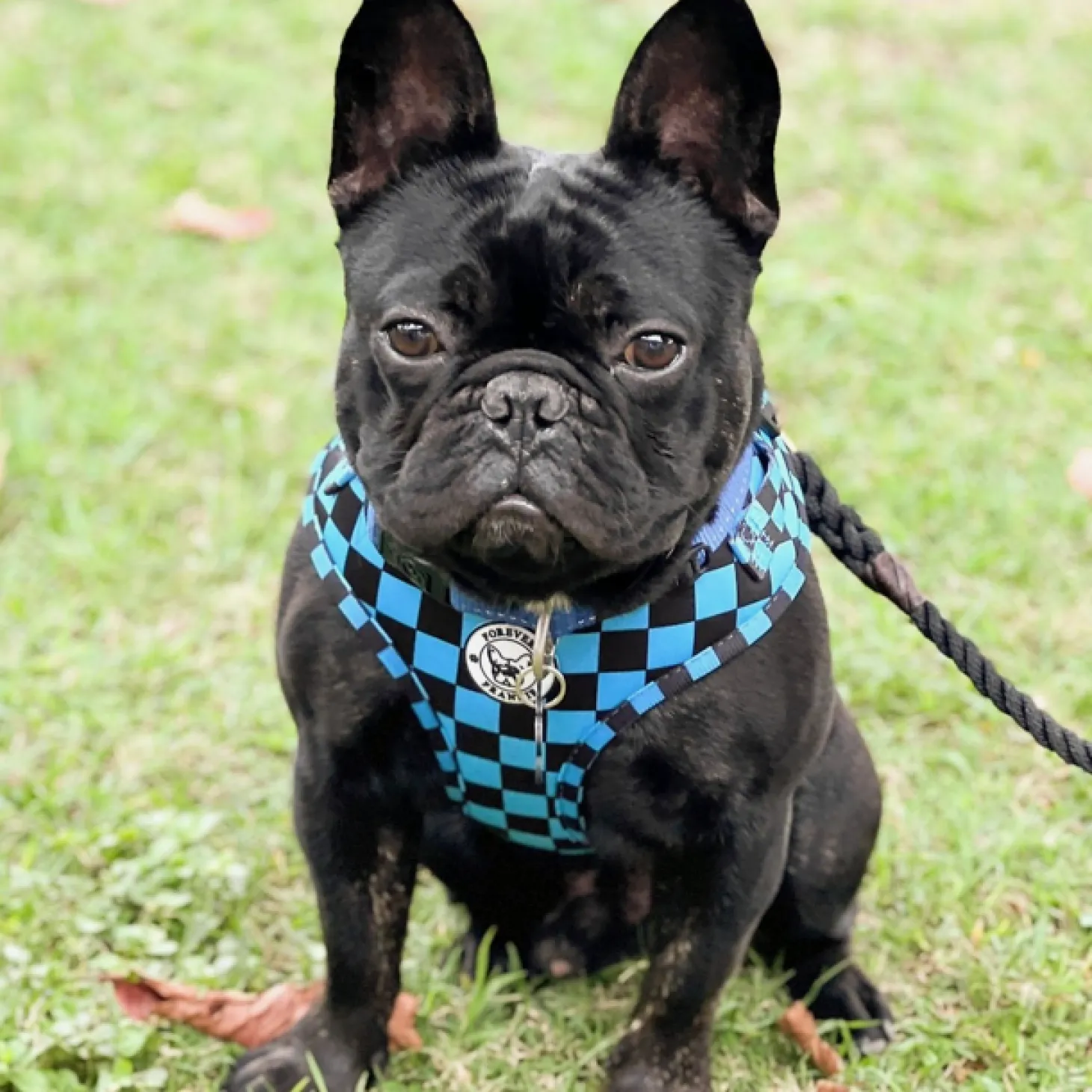 Blue Checkers - Adjustable Harness