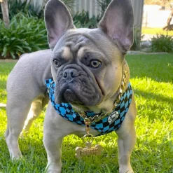 Blue Checkers - Adjustable Harness