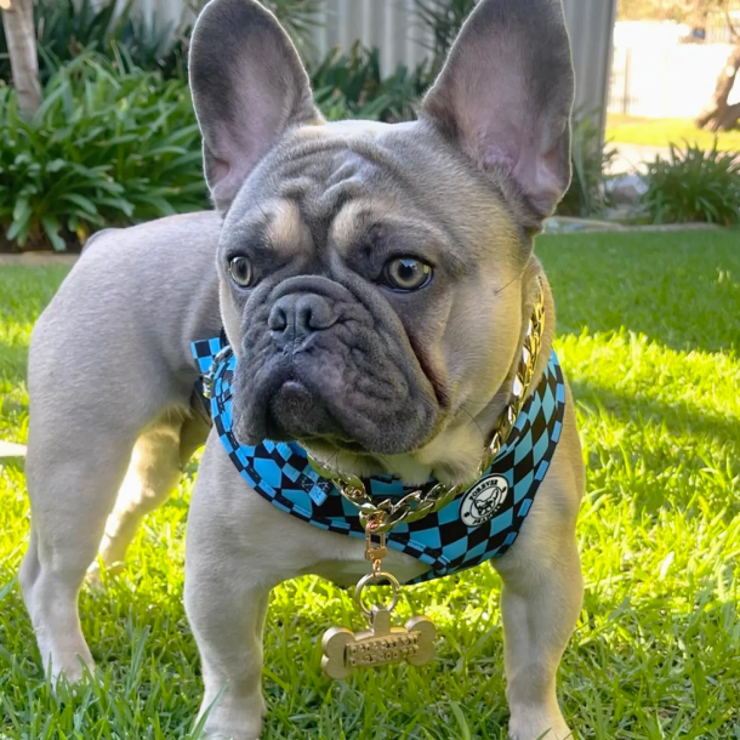 Blue Checkers - Adjustable Harness