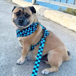 Blue Checkers - Adjustable Harness