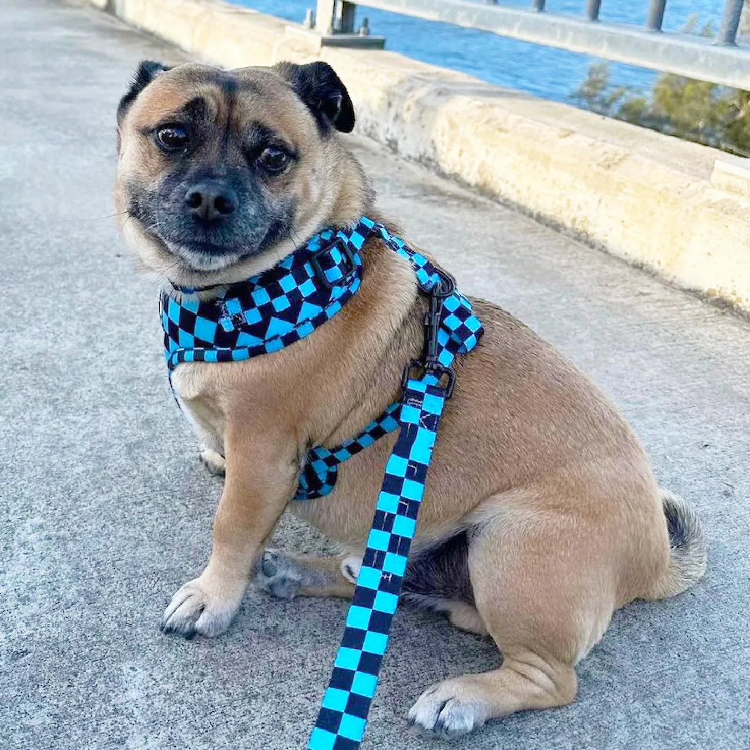 Blue Checkers - Adjustable Harness