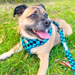 Blue Checkers - Adjustable Harness