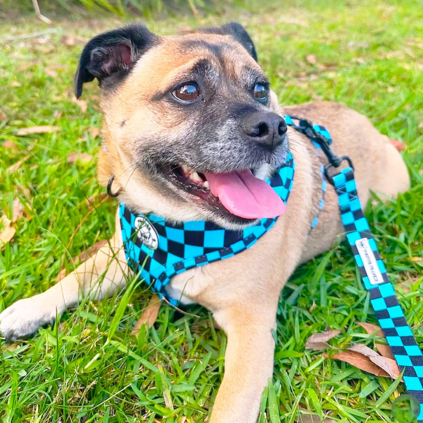 Blue Checkers - Adjustable Harness