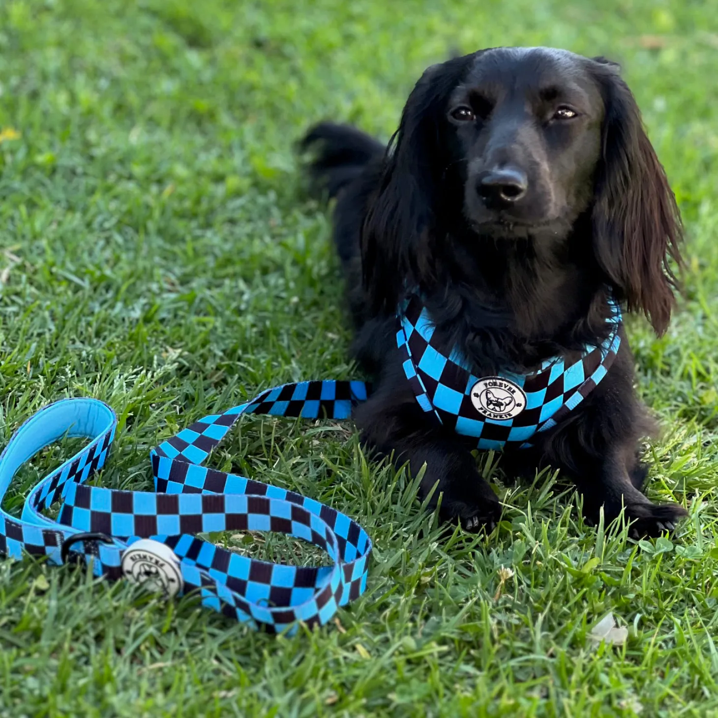 Blue Checkers - Dog Lead