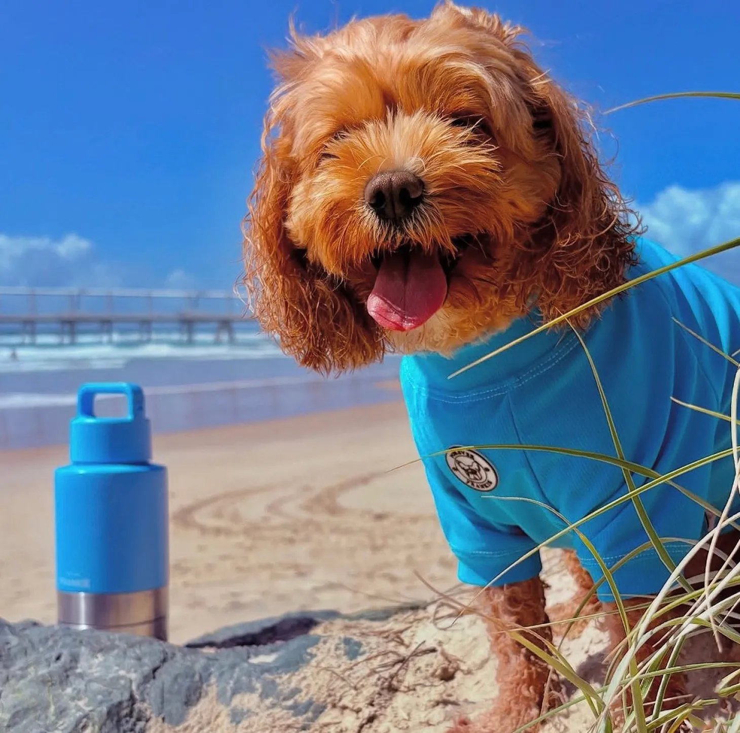 Blue Portable Human / Dog Stainless Steel Adventure Drink Bottles