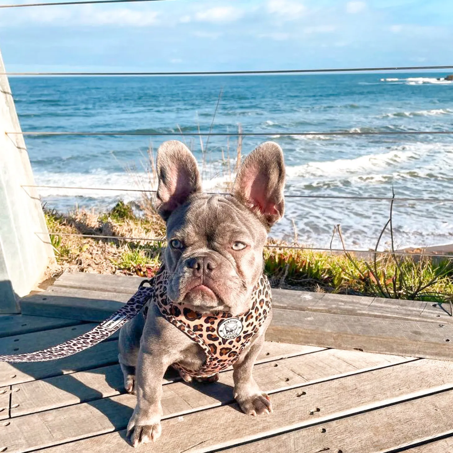 Born to be Wild - Adjustable Harness