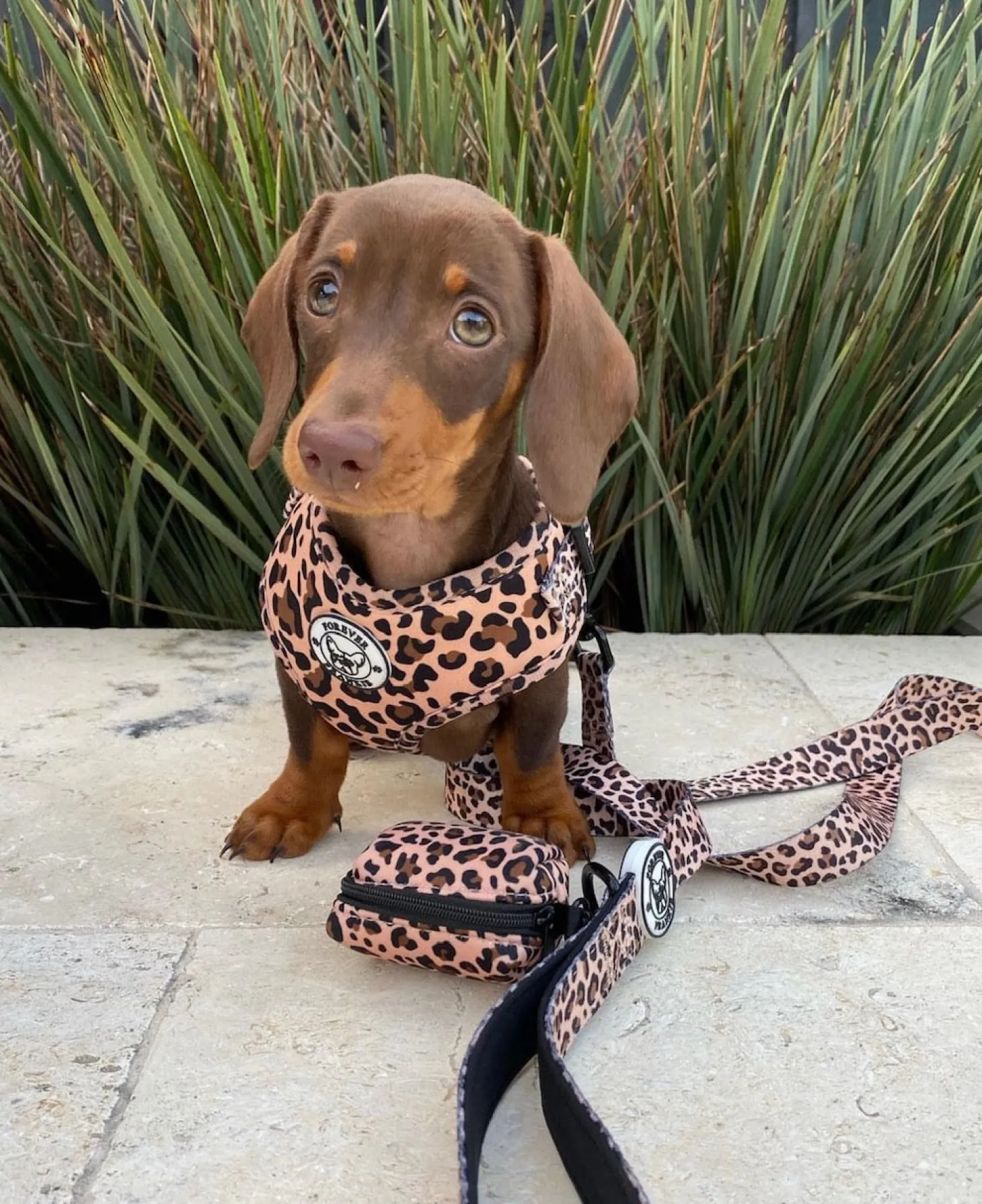 Born to be Wild - Adjustable Harness