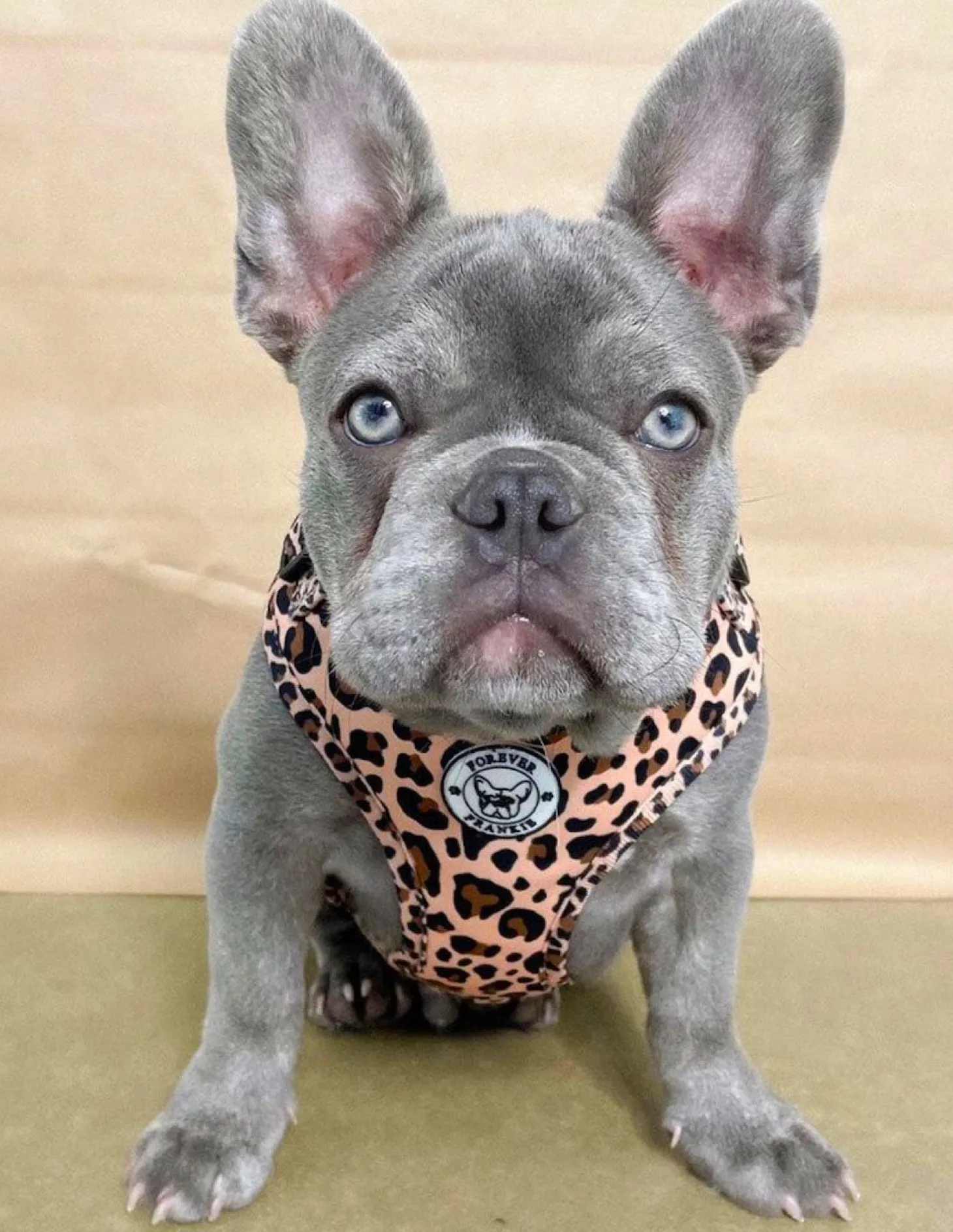 Born to be Wild - Adjustable Harness