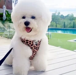 Born to be Wild - Adjustable Harness