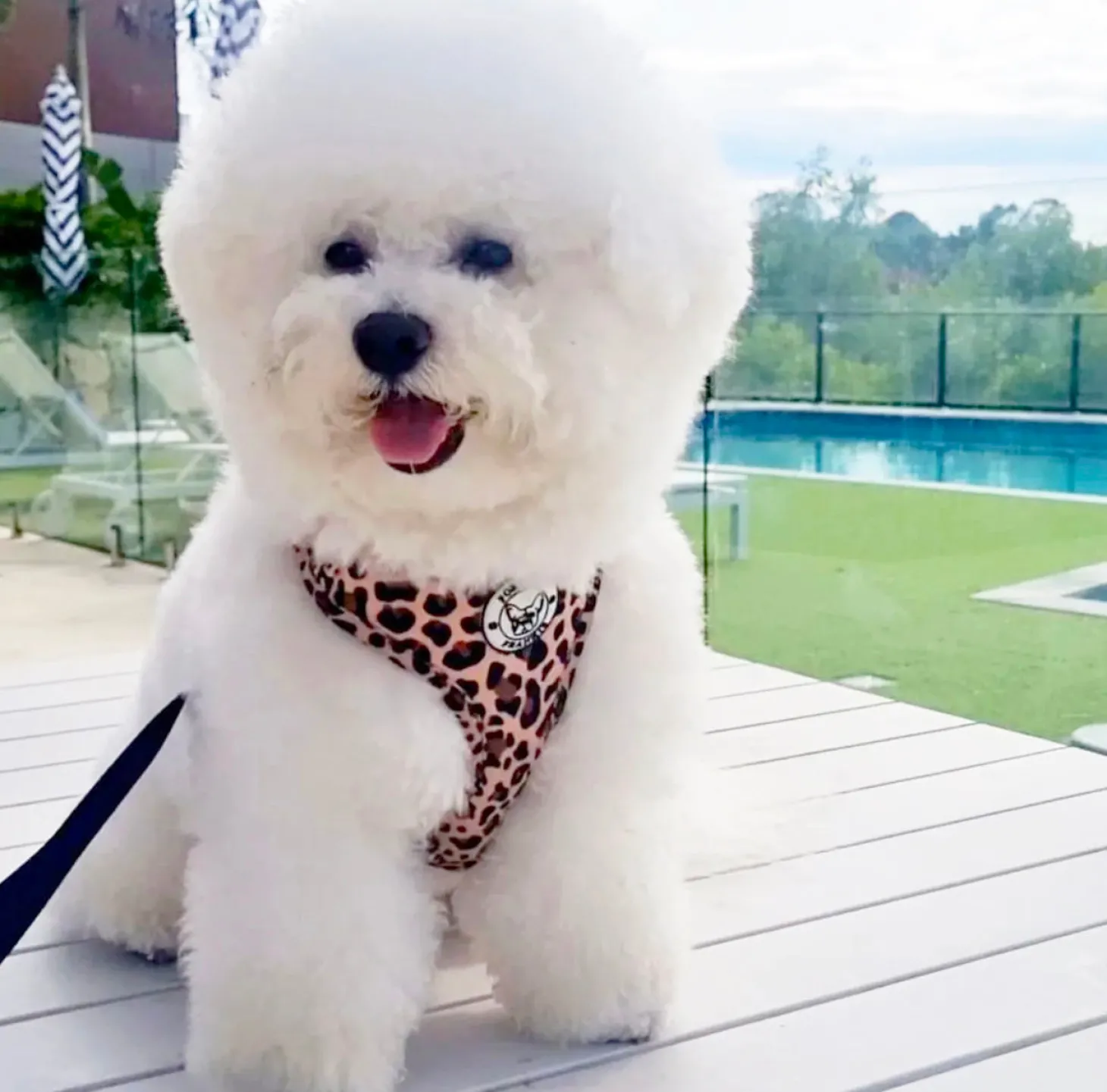 Born to be Wild - Adjustable Harness