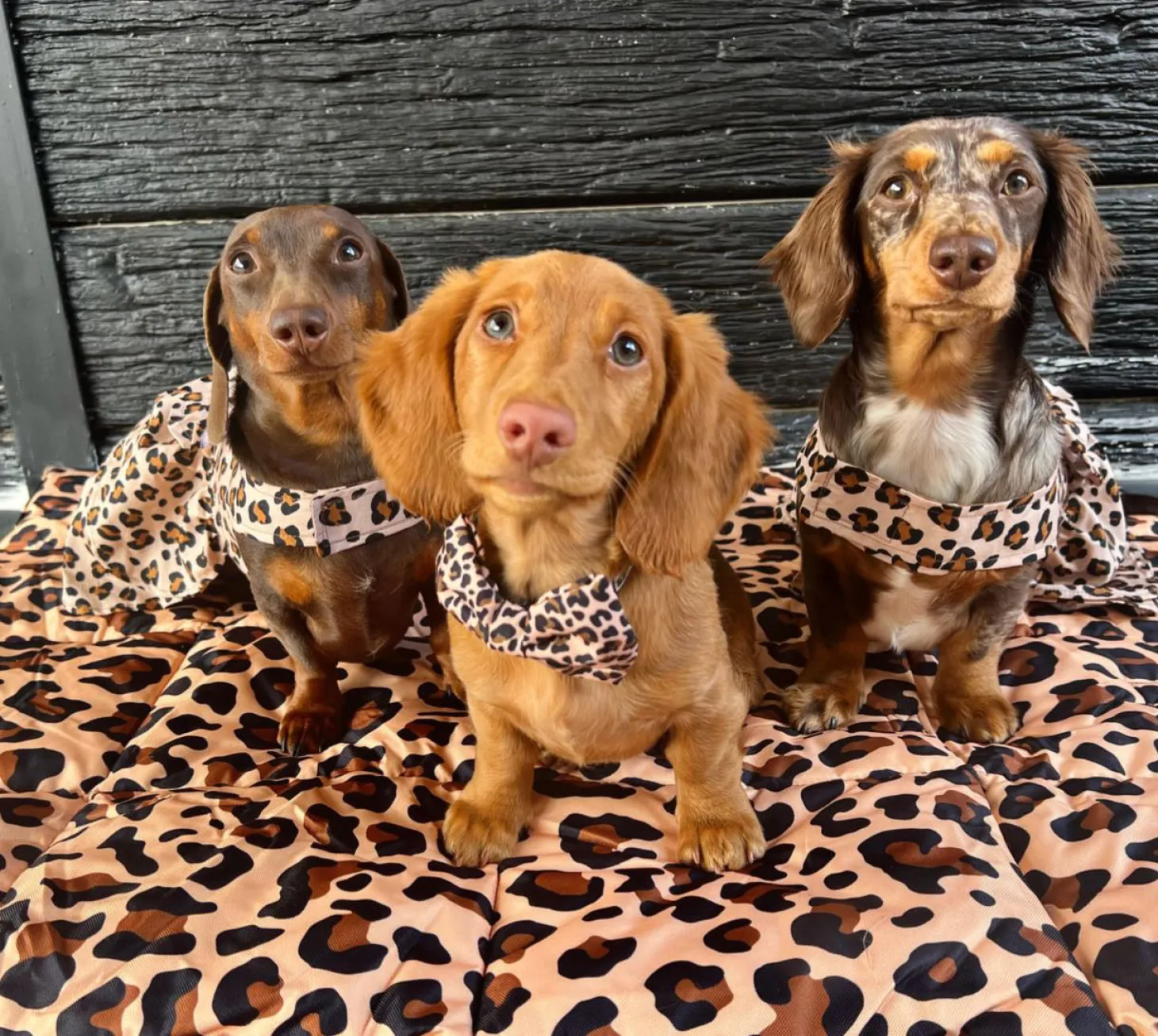 Born To Be Wild - Adventure Mat