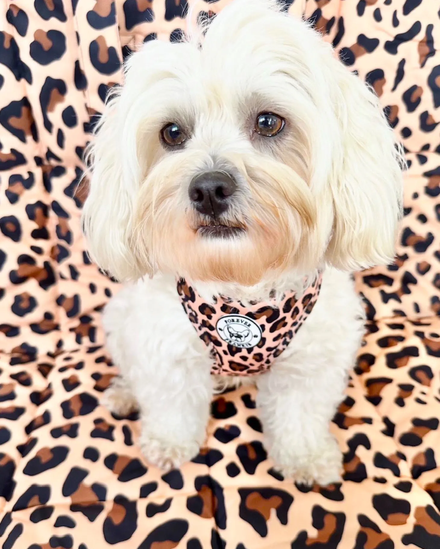 Born To Be Wild - Adventure Mat