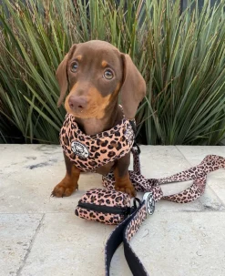 Born To Be Wild - Dog Lead