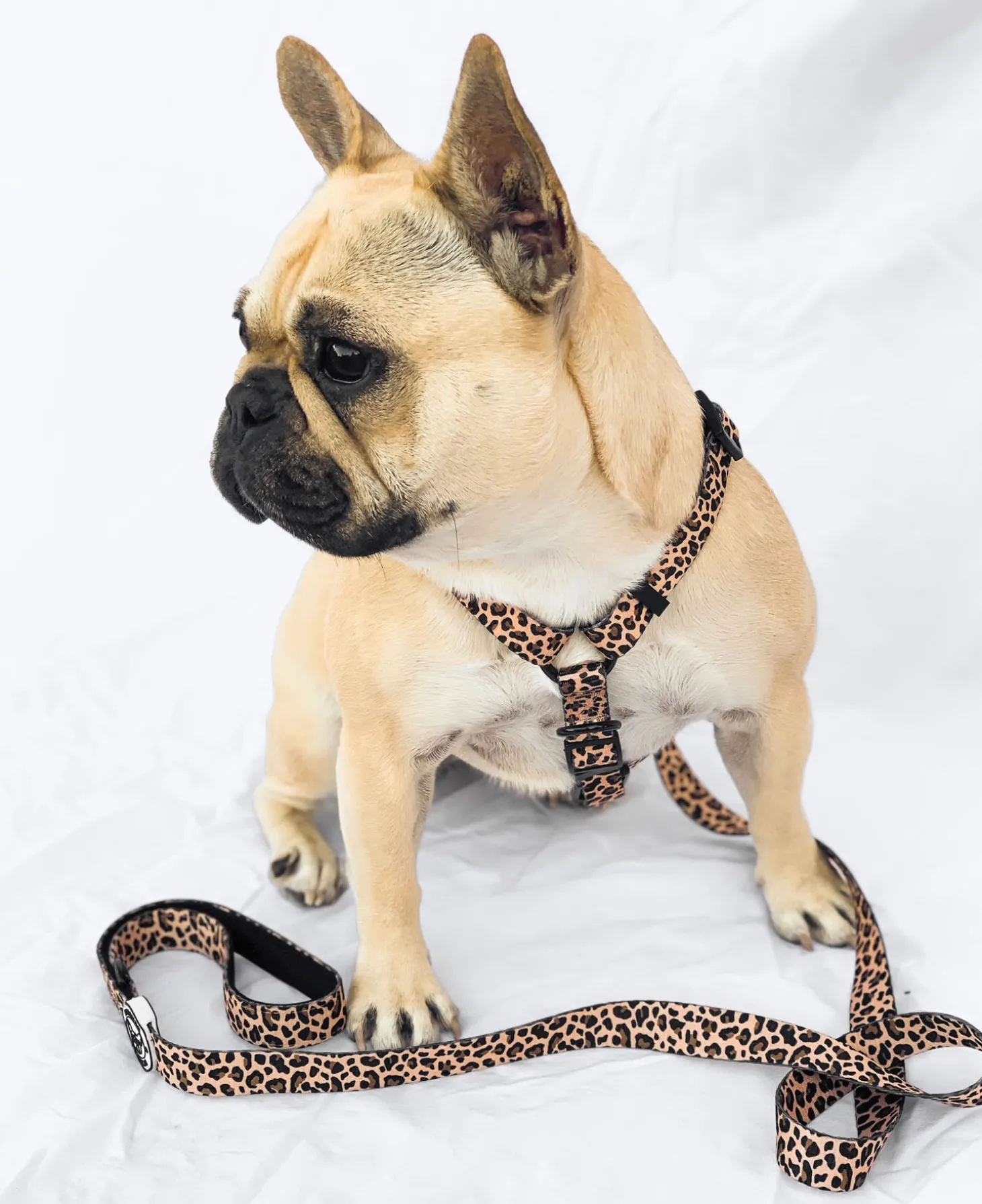 Born to be Wild - Strap Harness