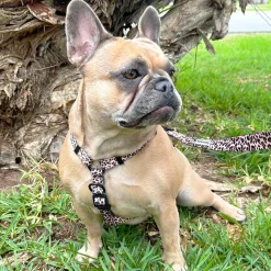 Born to be Wild - Strap Harness