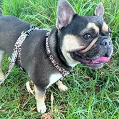 Born to be Wild - Strap Harness