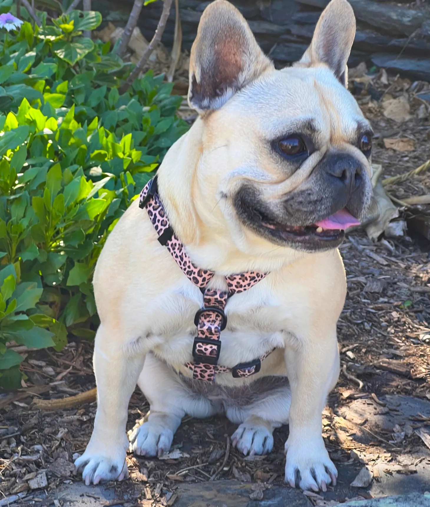 Born to be Wild - Strap Harness