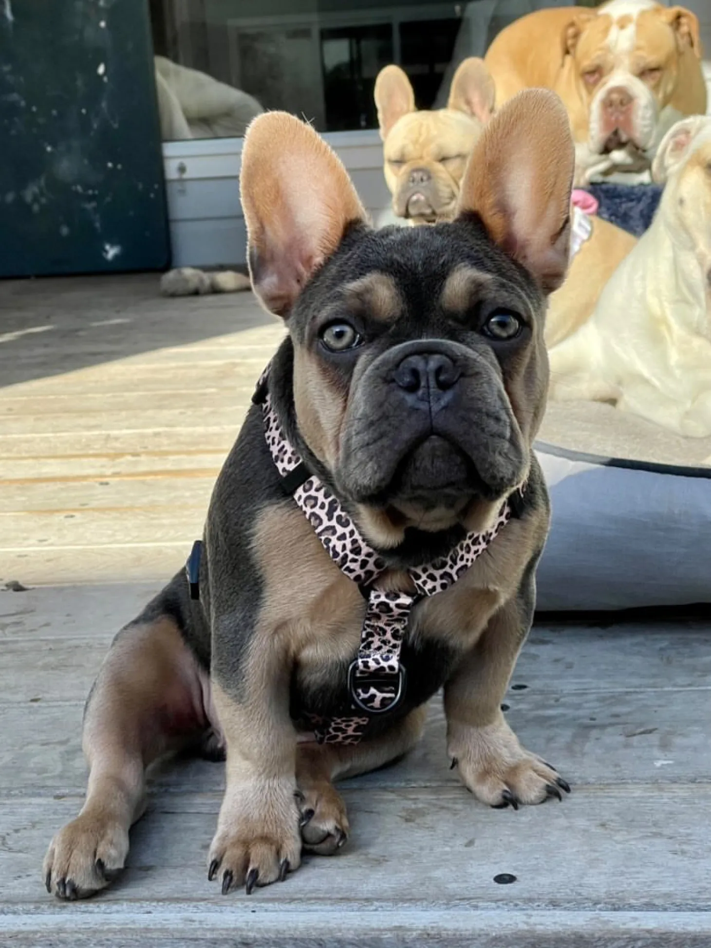 Born to be Wild - Strap Harness