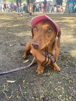 Born to be Wild - Strap Harness