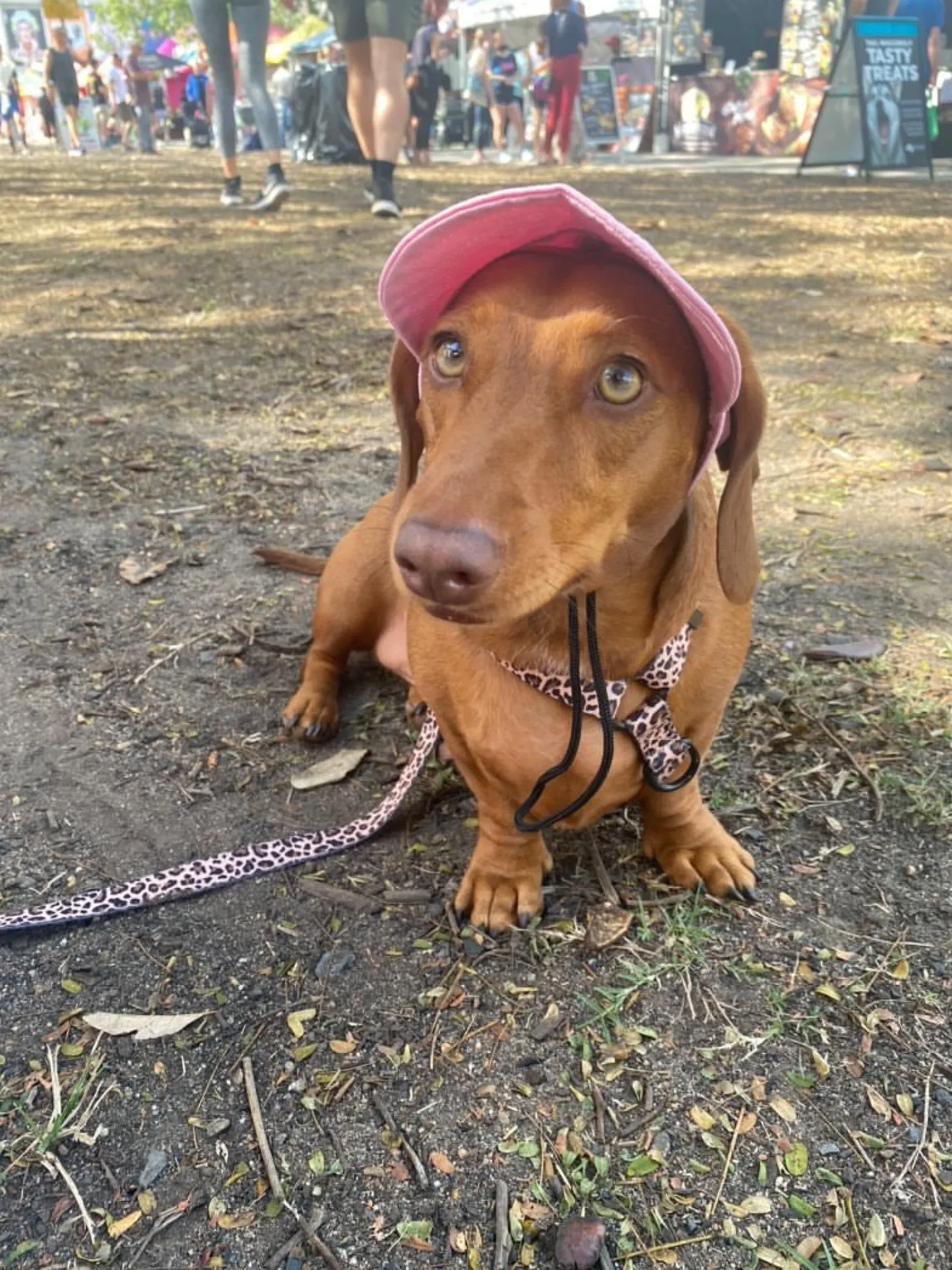 Born to be Wild - Strap Harness