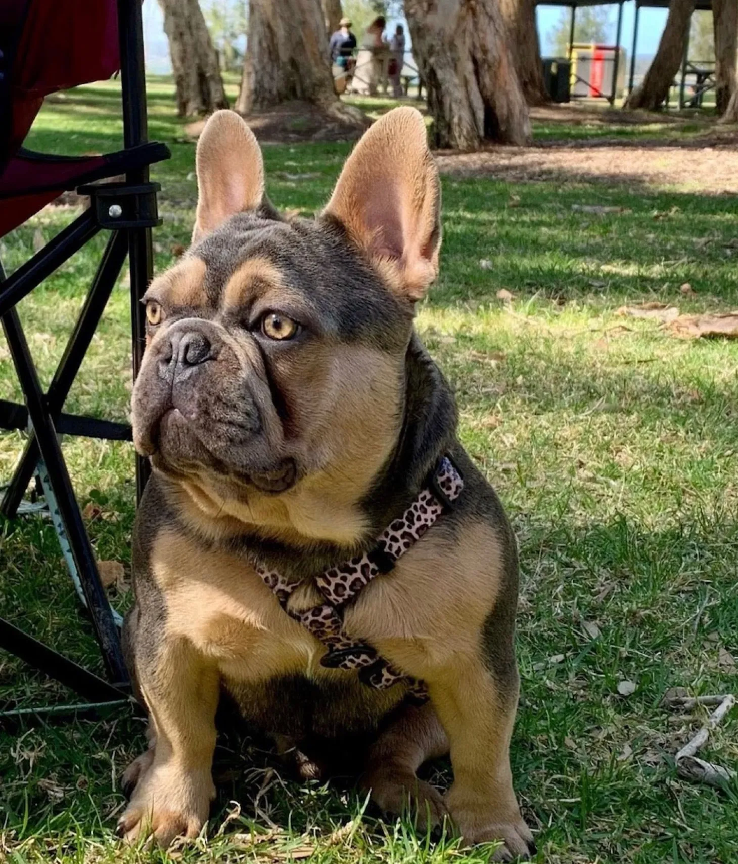 Born to be Wild - Strap Harness