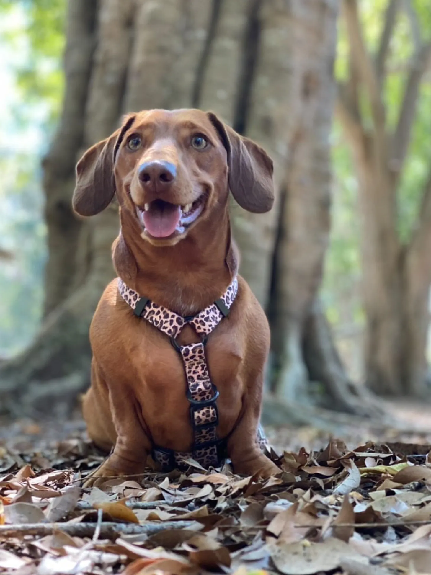 Born to be Wild - Strap Harness