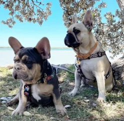 Born to be Wild - Strap Harness