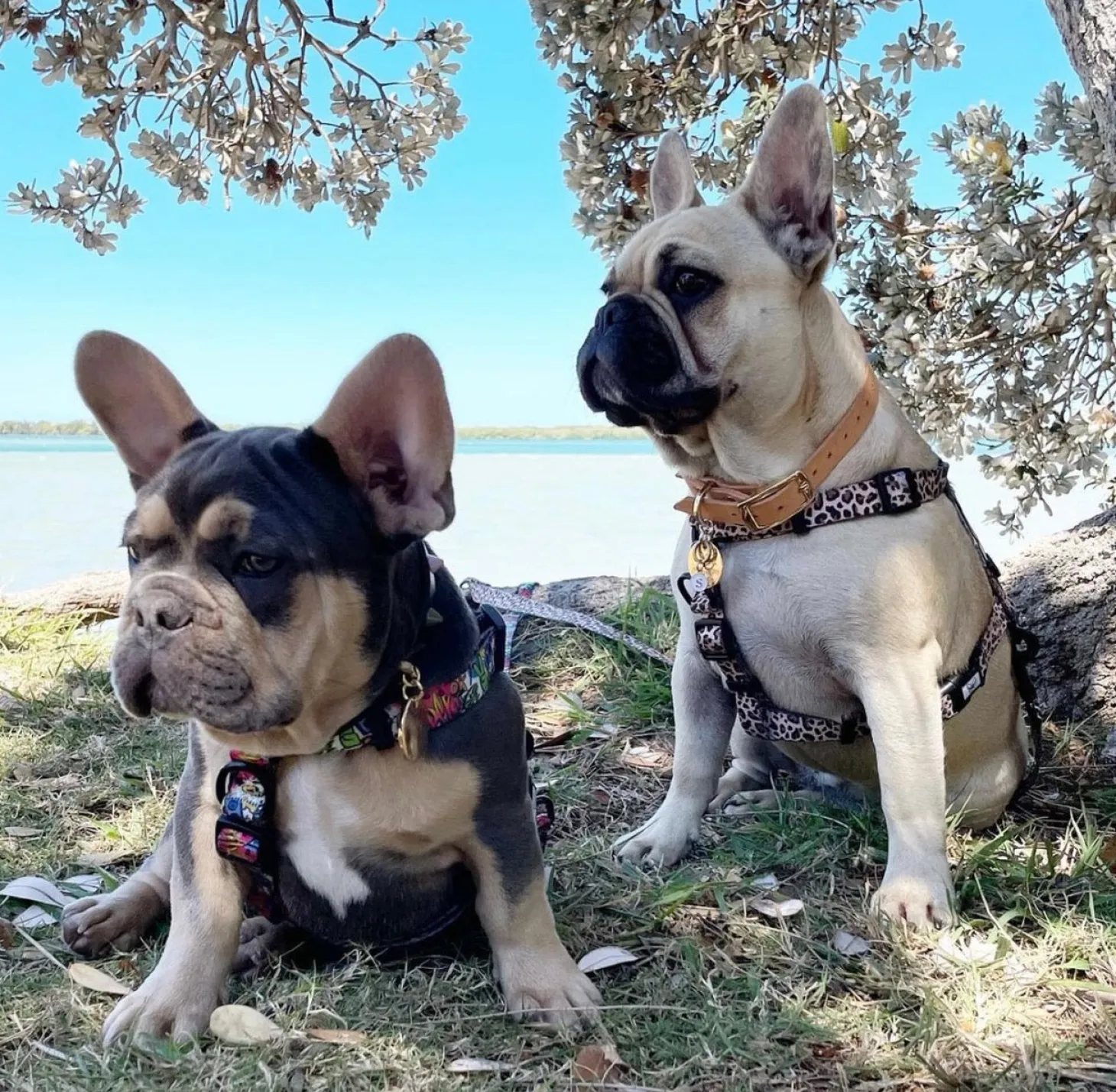 Born to be Wild - Strap Harness