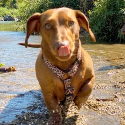 Born to be Wild - Strap Harness