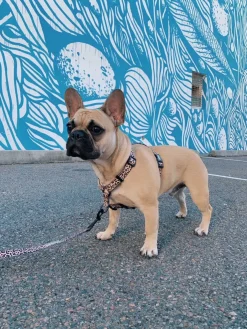 Born to be Wild - Strap Harness