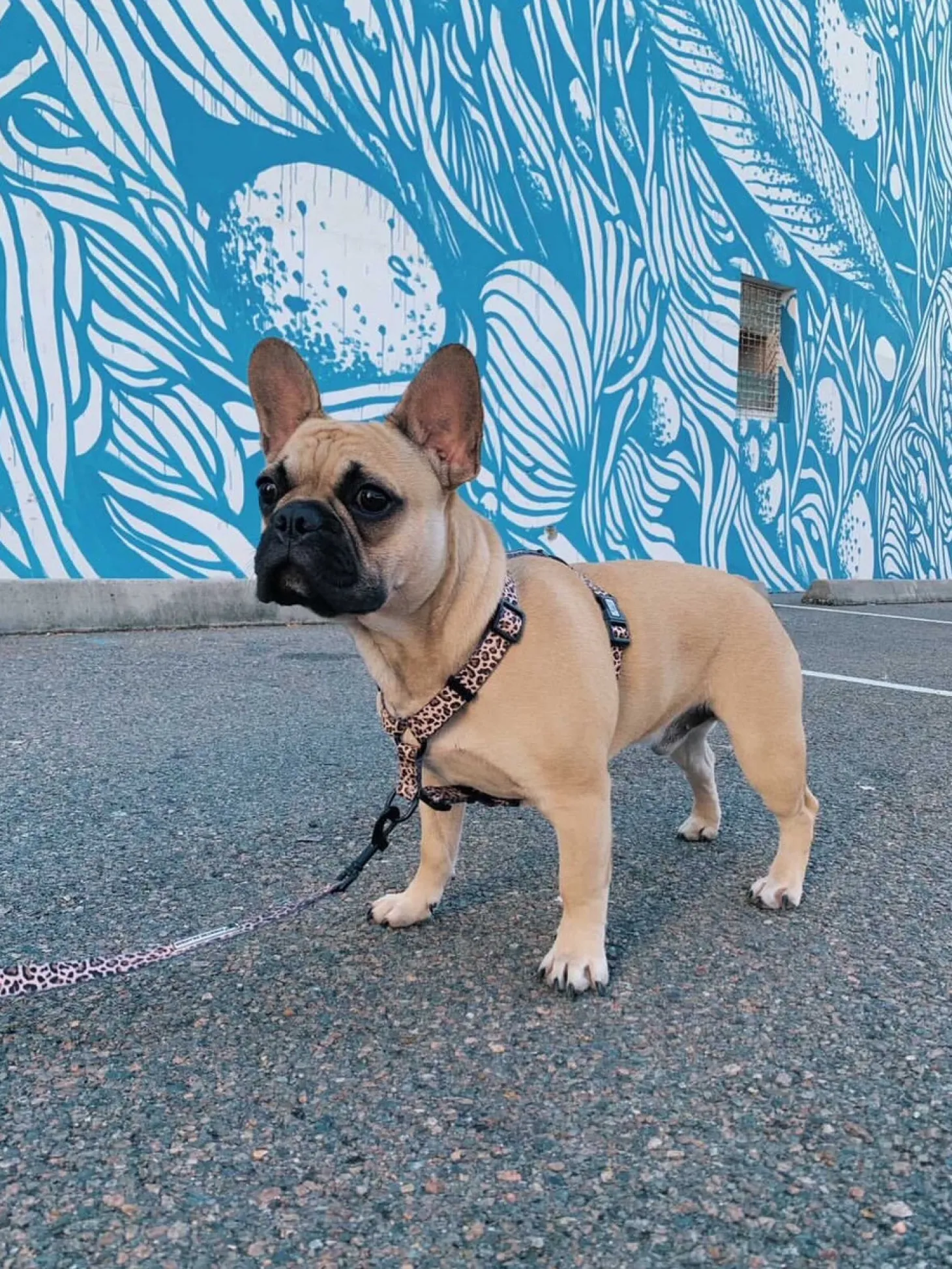 Born to be Wild - Strap Harness