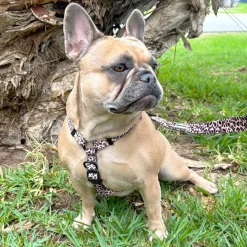 Born to be Wild - Strap Harness