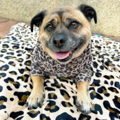 Born to be Wild - Sun & Sand Rashie UV 50+