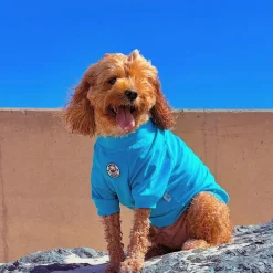 Bright Blue - Specialised Ribbed Sun & Sand Rashie UV 50+